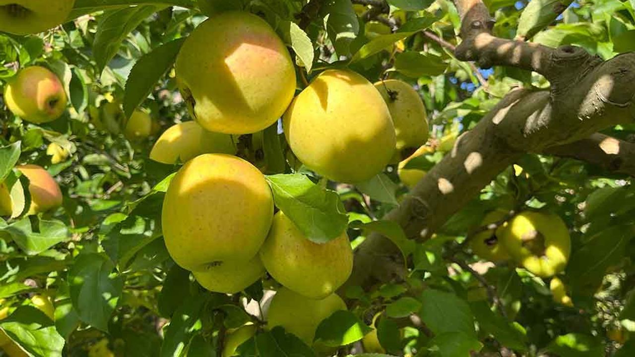 Buldan'da elma hasadı yüz güldürüyor