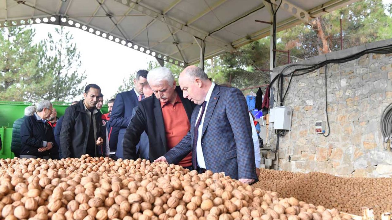 Cevizin Başkenti Denizli'de Ceviz Hasadı Başladı