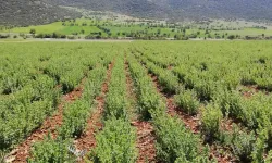 Tescilli Denizli Kekiği'nde hummalı çalışma başladı