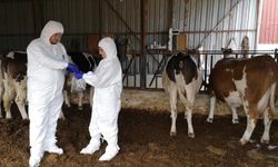 Çal ve Bekilli'de 20 mahalle şap karantinasına alındı