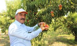 Şeftali ve nektarin ihracatı 250 milyon dolara koşuyor