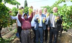 Denizli’de üzüm hasadı başladı