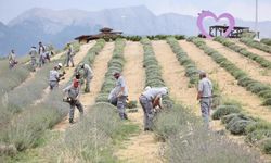 Merkezefendi Lavanta Bahçesinde hasat yapıldı