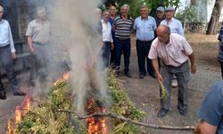 Nohut ütme geleneği sürüyor