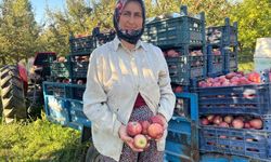 Buldan’da elmada verim yüz güldürdü