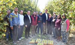 Denizli’nin altın meyvesinde hasat başladı