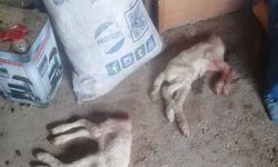 Pazara giden çobanın ağılına giren sokak köpekleri 2 kuzuyu parçaladı