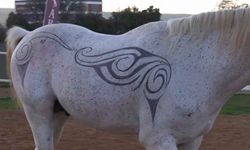 Atın tüylerinden sanat eseri oluşturdu