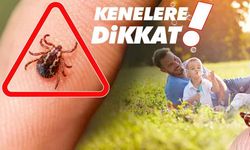 Havaların ısınmasıyla birlikte kenelerle temas riski arttı