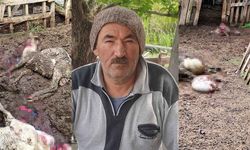Kurt, Kurbanlık Kuzuları Telef Etti