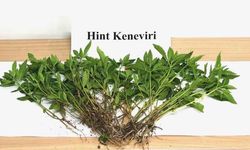 Sebze yetiştirir gibi kenevir yetiştirdi