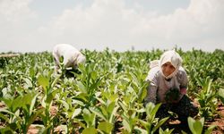 Tütün İhracatında 1 Milyar Dolarlık Rekor!