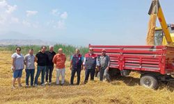 Denizli'de buğday hasadı başladı