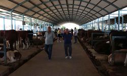 Denizli'de kurbanlıklar alıcılarını bekliyor