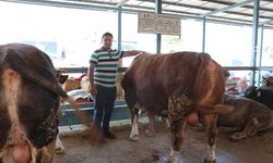 Denizli kurban pazarının en büyüğü tosun 310 bin TL’ye satıldı