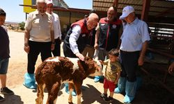 Denizli Hayvancılıkta Öne Çıkıyor