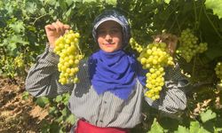 Denizli Buldan'ın Meşhur Üzümüne Talep Artıyor