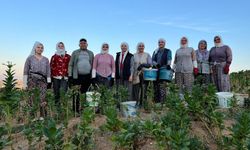 Buldan’da Üreticinin Yüzü Gülüyor: Fiyatlar Zirvede