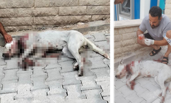 Denizli’de Hamile Köpek Tüfekle Vuruldu