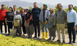 CHP Denizli Milletvekili Arpacı'dan Üzüm Bağında Tepki