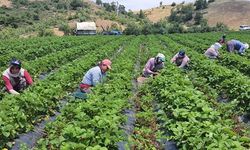 Denizli Orman Bölge Müdürlüğü'nden 135 Milyon Destek