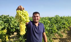 Denizli'nin Coğrafi İşaretli Üzümünde Hasat Başladı