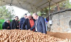 Cevizin Başkenti Denizli'de Ceviz Hasadı Başladı