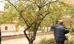 Çivril Belediyesi budamayla hem tehlikeyi önlüyor hem de ağaçların ömrünü uzatıyor