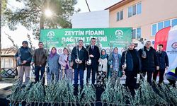Denizli Büyükşehir’den üreticiye 100 bin zeytin fidanı desteği