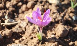 Honaz Belediyesi Yerel Tohum Merkezi’nde safran soğanları filizlenmeye başladı