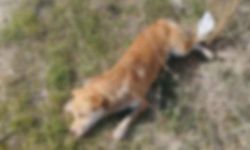 Buldan’da yol kenarında ölü köpekler bulundu
