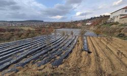 Çilek üreticilerinin tarlada hummalı çalışması devam ediyor
