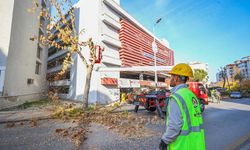 Büyükşehir’de park ve yeşil alanlarda budama çalışmaları sürüyor