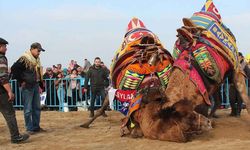 Buldan deve güreşlerine şap engeli