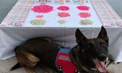 Denizli’de uyuşturucu tacirlerine operasyon düzenlendi