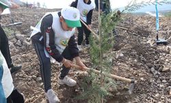 Denizli'de yanan alanlarda binlerce fidan toprakla buluştu