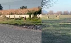 Popülasyonu artan kurtlar köylere indi