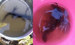 Su çektiği kuyudan semenderler çıktı