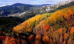 Çameli'nin titrek kavak ormanları bulutların arasında görsel şölen sunuyor