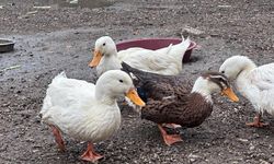 Buldan Gençlik Merkezinde mini hayvanat bahçesi kuruldu