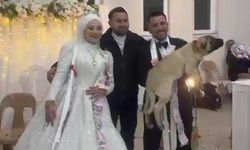 Damadın arkadaşı düğün hediyesi olarak 100 bin liralık köpek hediye etti