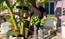 İnat etti, 70 rakımda muz hasadı yaptı