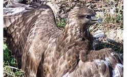 Yaralı şahin tedaviye alındı