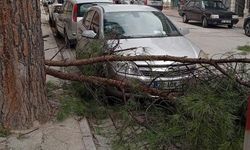 Buldan’da ağaçlar devrildi, bacalar uçtu
