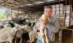 Soğuk havalarda gerçekleşen doğumun ardından üreticilerin yüzü güldü