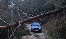 Buldan’da fırtınadan devrilen ağaçlar yolu kapattı