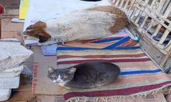 Soğuk hava kedi ve köpeği aynı yuvada buluşturdu