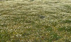 Bahar renkleriyle geliyor