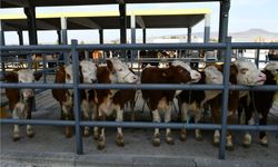 Denizli'de hayvan pazarları açıldı