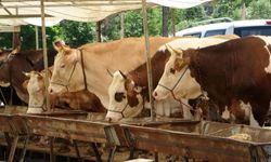 Buldan'da şap karantinası kaldırıldı